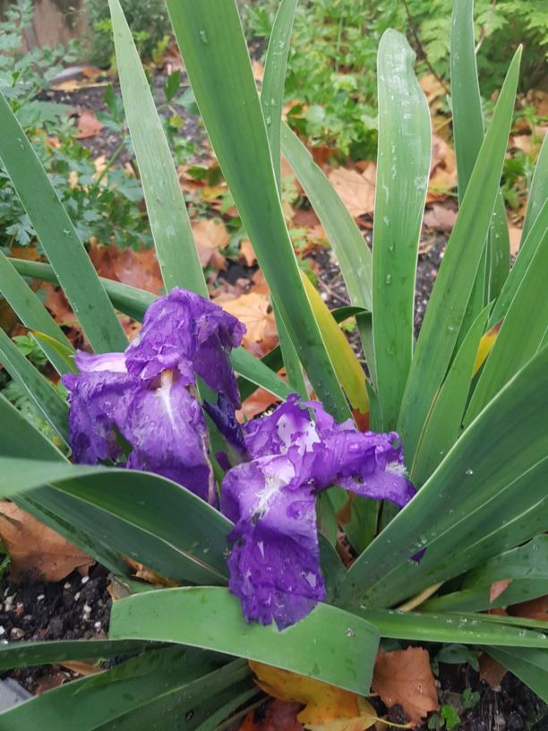 Iris pallida subsp. illyrica - Bleke lis