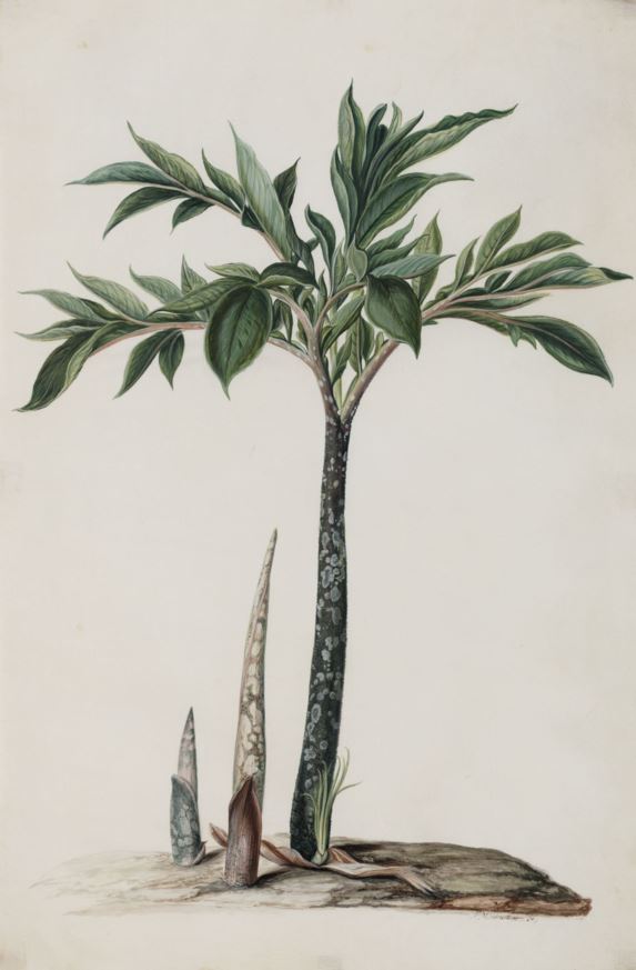 Amorphophallus konjac - Konjak, Devil's tongue, Konjac, Voodoo lily, Konjaku