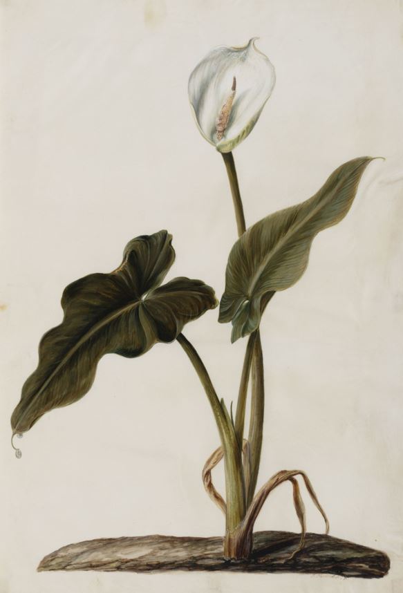 Zantedeschia aethiopica - Varkoor, Wit varkoor, Arum lily, Pig lily, intebe, ihlukwe