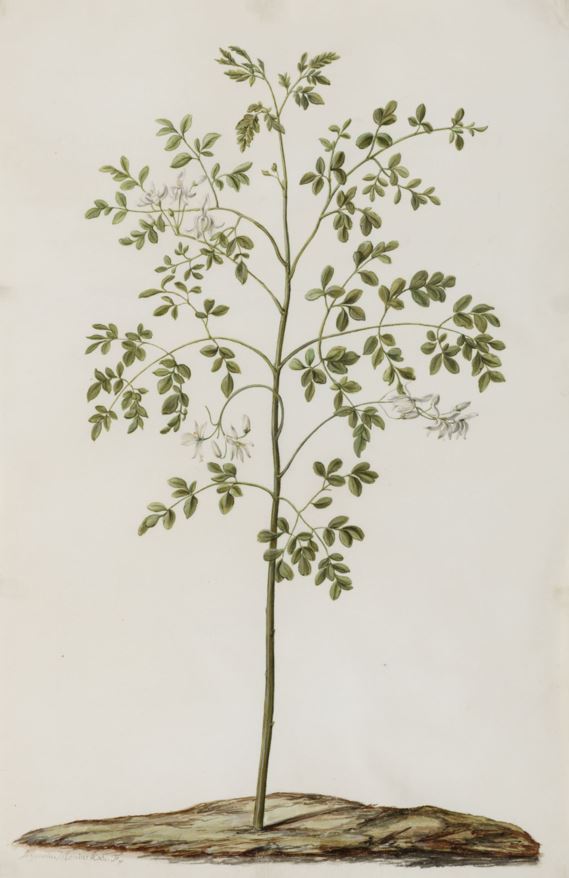 Moringa oleifera - Merengue, 辣木, Mierikswortelboom, Moringa, Drumstick tree, Horseradish tree, Bènbòm