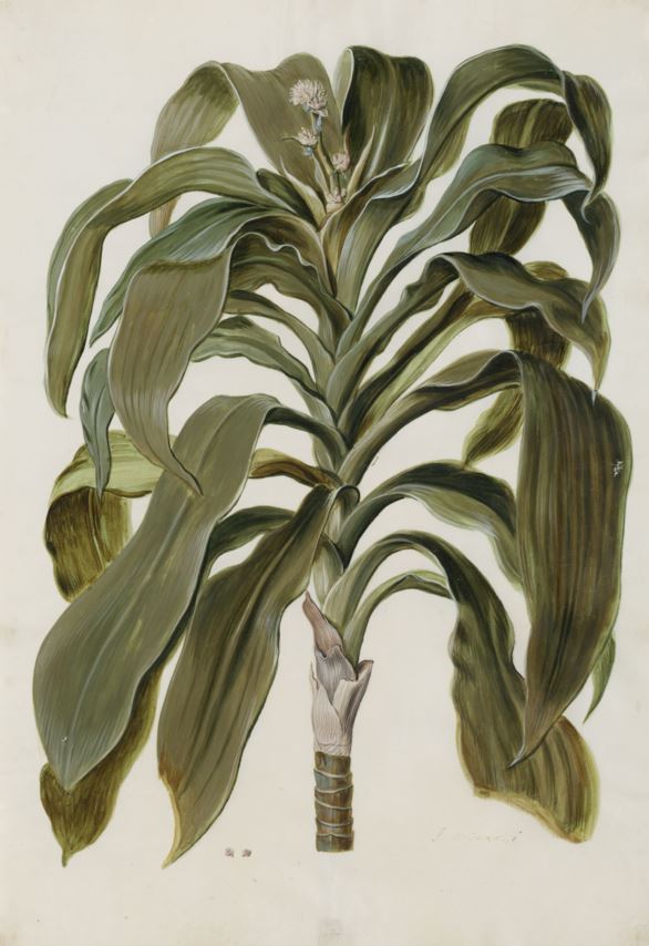 Dracaena fragrans - Drakenplant, Corn plant, Cornstalk Dracaena, Fragrant Dracaena