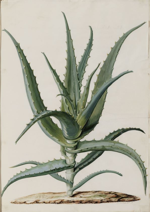 Aloe arborescens - Kransaalwyn, Inkalane