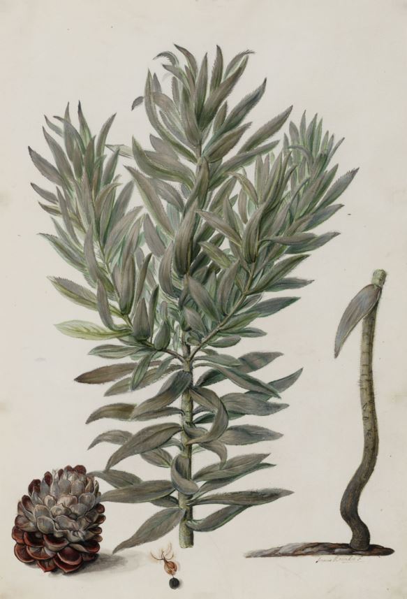 Leucadendron argenteum - Silwerboom, Witteboom, Zilverboom, Silver tree, Echter Silberbaum
