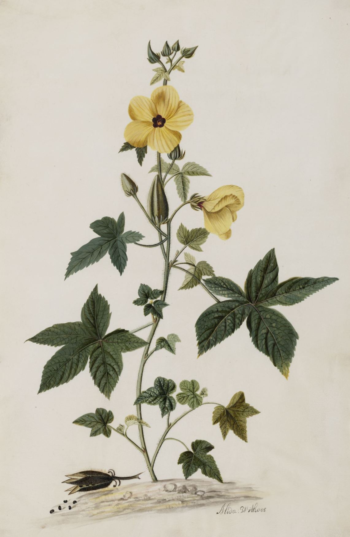 Abelmoschus moschatus