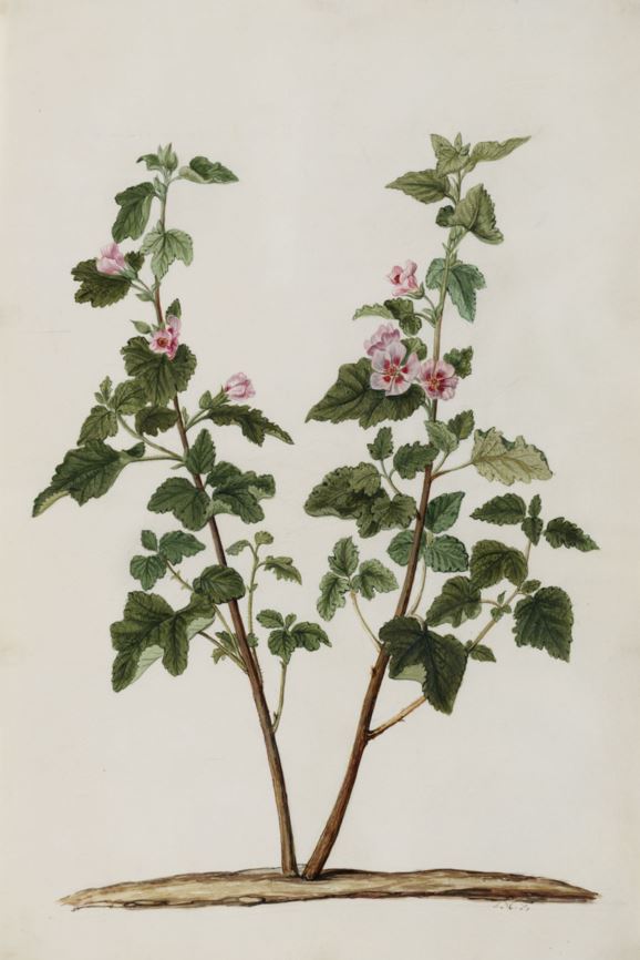 Anisodontea scabrosa