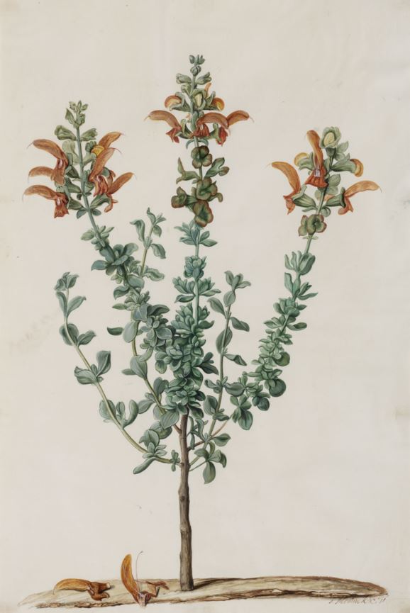 Salvia africana-lutea - Geelblomsalie, Bruinsalie, Sandsalie, Beach salvia, Dune salvia, Golden salvia