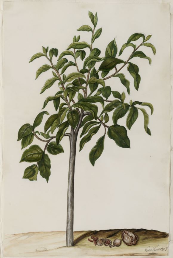 Diospyros whyteana - Swartbas, Bladder-nut