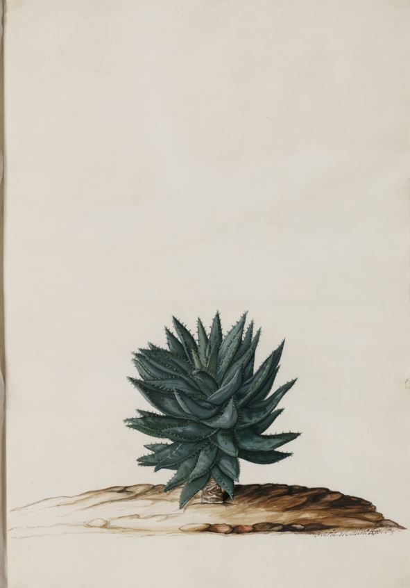 Aloe brevifolia - Kleinaalwyn, Duine-aalwyn, Short-leaved aloe