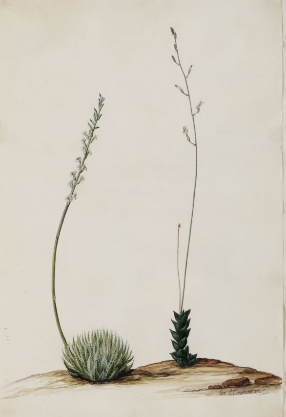 Haworthiopsis viscosa - Koedoekos, Kuduskos
