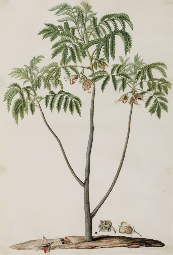 Melianthus comosus - Kruidjie-roer-my-nie, Honey flower