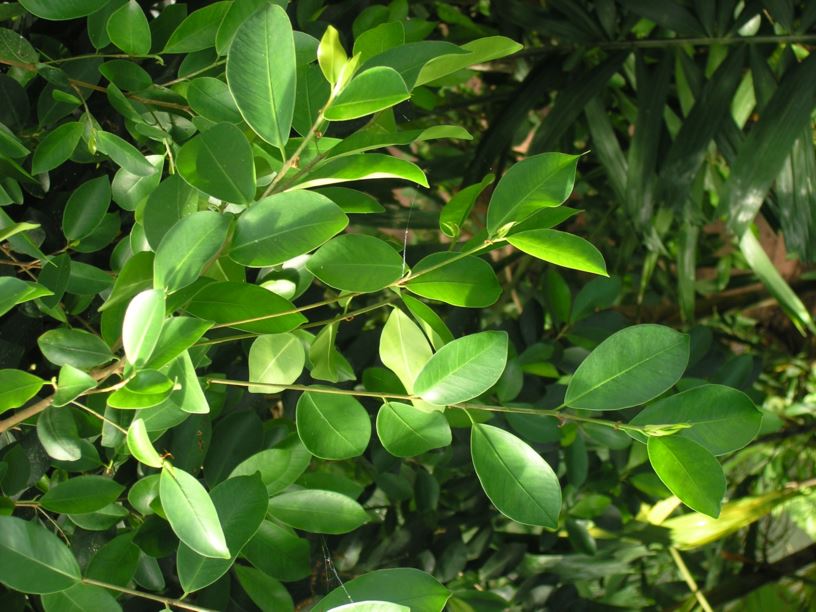 Ficus microcarpa - 細葉榕, Laurel fig, Chinese banyan, ガジュマル