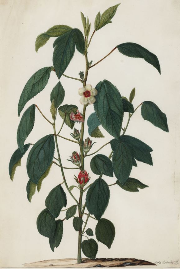 Hibiscus sabdariffa - Sorrel, Bissap, Oseille, Roselle, Surinaamse zuring