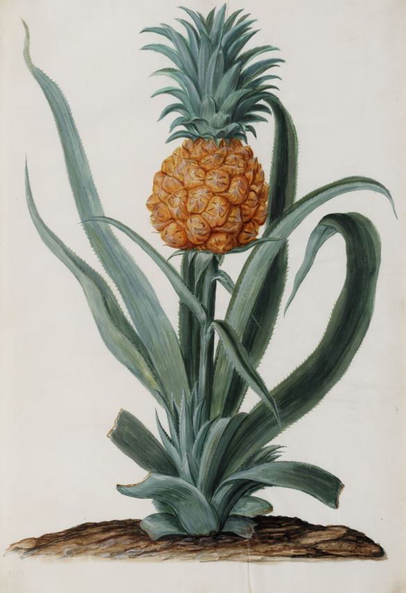 Ananas comosus - Ananas, Pineapple, Abacaxi, Piña