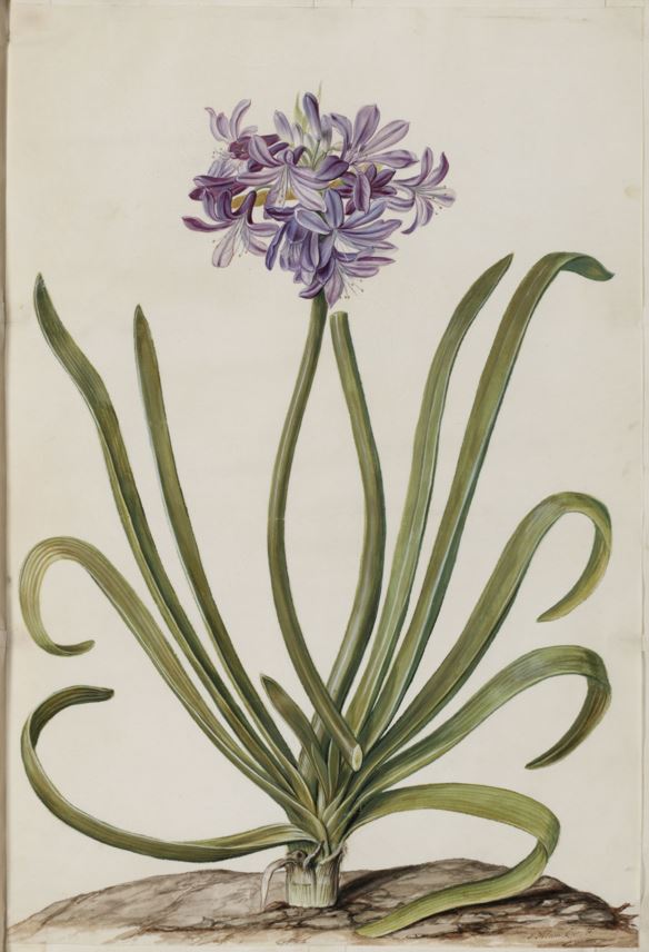 Agapanthus africanus