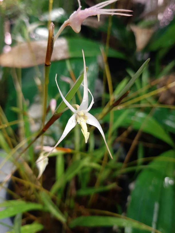 Dendrobium nitidissimum