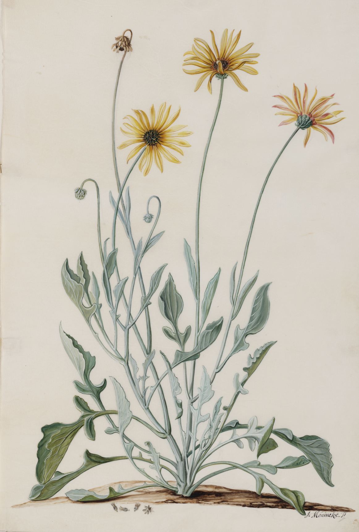 Arctotheca calendula