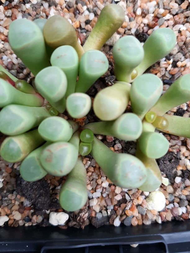 Fenestraria rhopalophylla - Vensterplantjie, Window plant, Baby's toes
