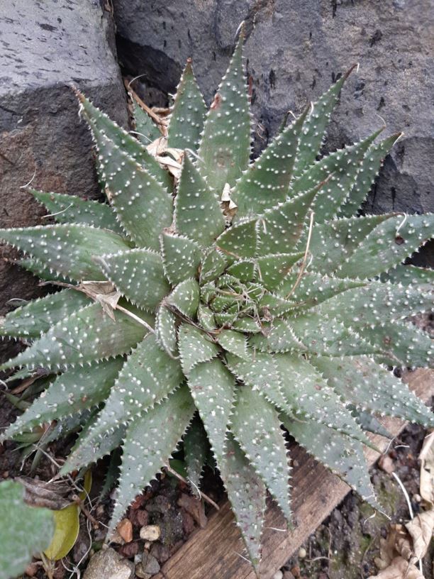 Aristaloe aristata