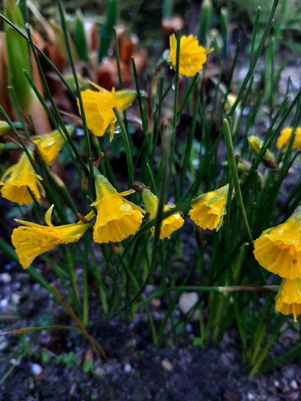 Narcissus bulbocodium - Hoepelroknarcis, Hoop petticoat daffodil, Petticoat daffodil