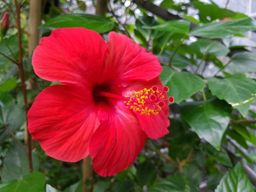 Hibiscus rosa-sinensis - Chinese roos, Chinese hibiscus, Chinese rose