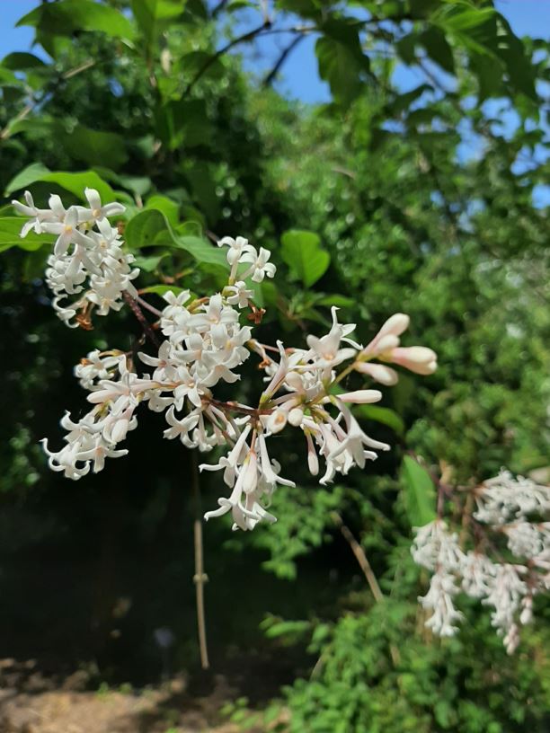 Syringa tomentella subsp. sweginzowii