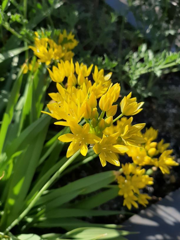 Allium moly - Goudlook, Lily Leek, Yellow garlic, Ail Doré