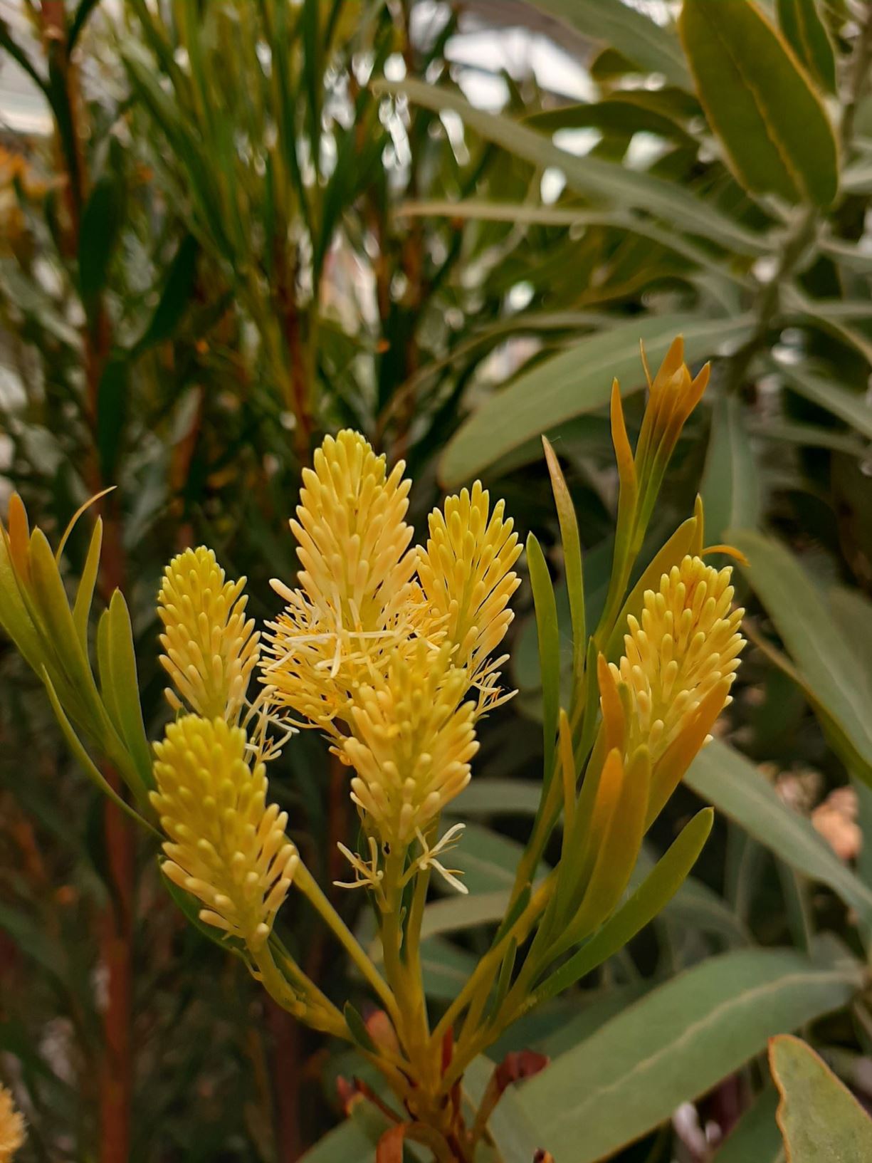 Aulax umbellata - Veerkanariebos, Broad-leaf Featherbush