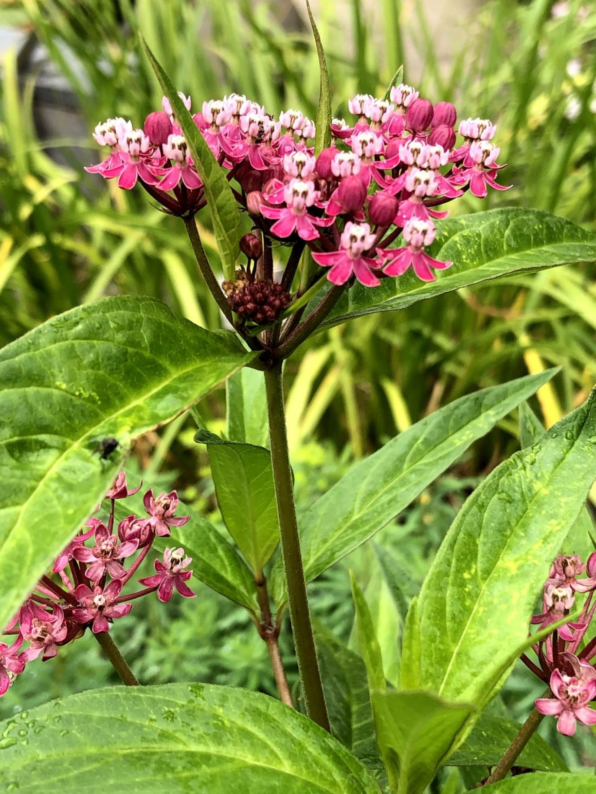 Asclepias incarnata
