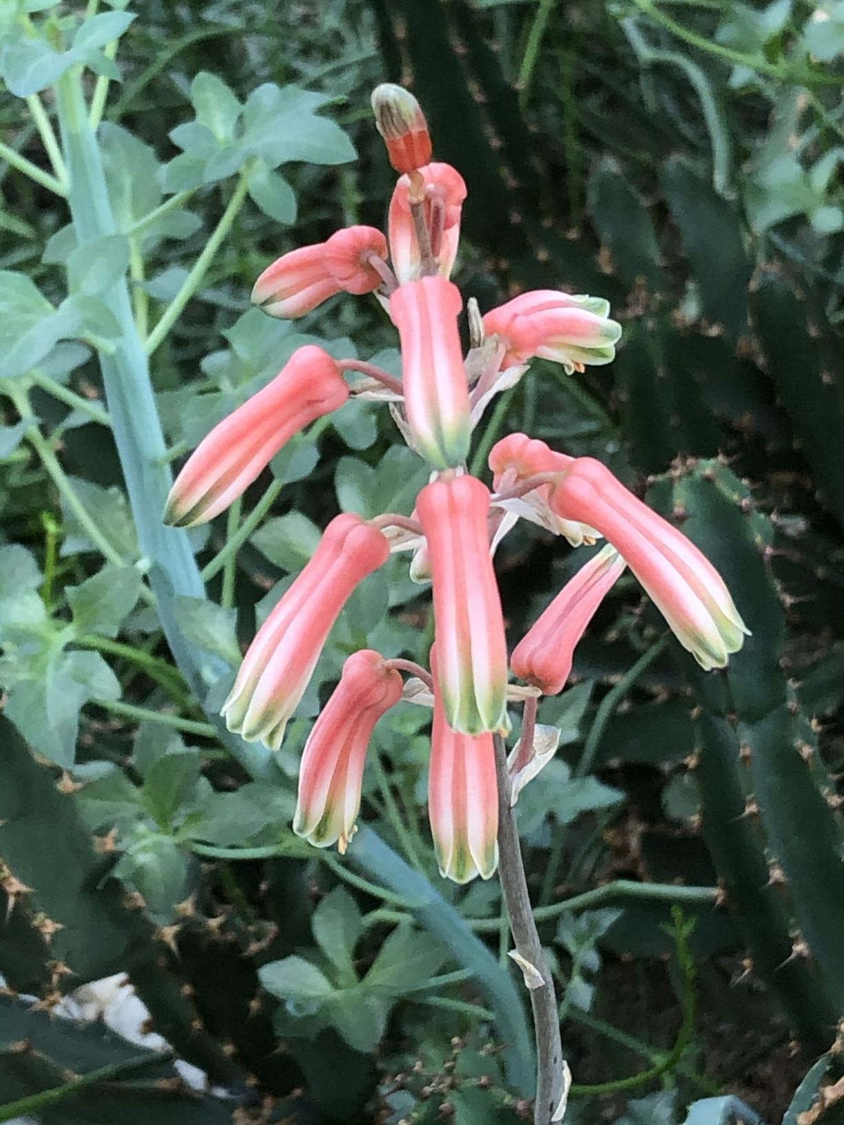 Aloe decaryi