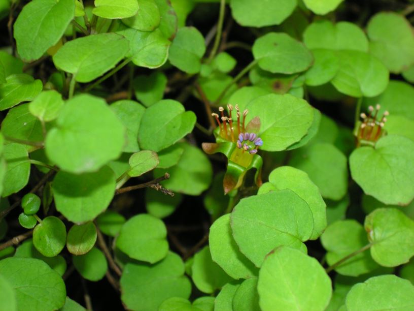 Fuchsia procumbens - Creeping fuchsia