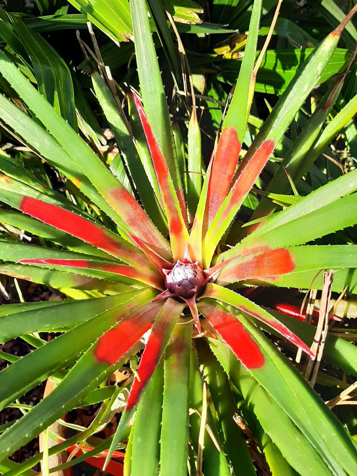 Hechtia pitcairniifolia