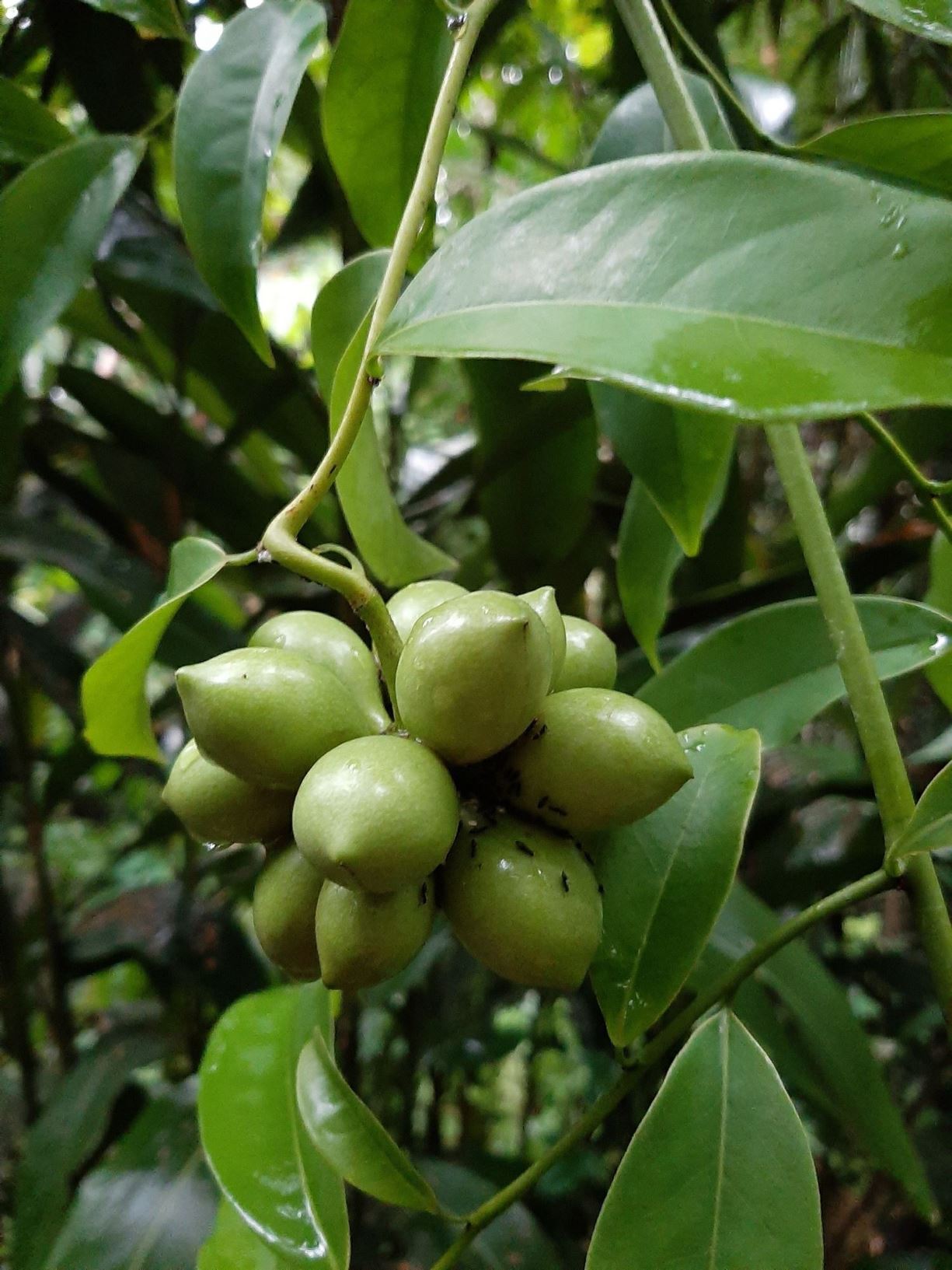 Artabotrys hexapetalus - Climbing ylang-ylang, Tail-grape, Manoranjani, Manoranjitam