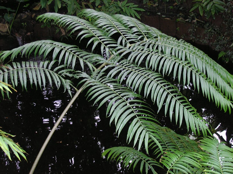 Angiopteris evecta - Mule's foot fern