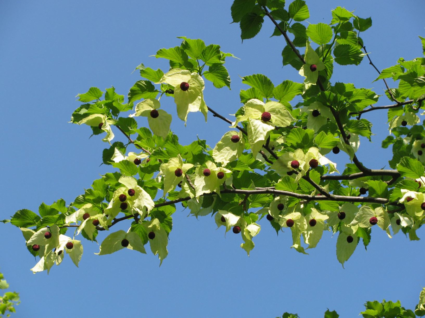 Davidia involucrata - Vaantjesboom, Zakdoekjesboom, Dove tree, Handkerchief tree