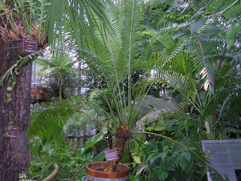 Cycas riuminiana - Arayat pitogo, Chamberlains pitogo, Pitogong-Arayat ...