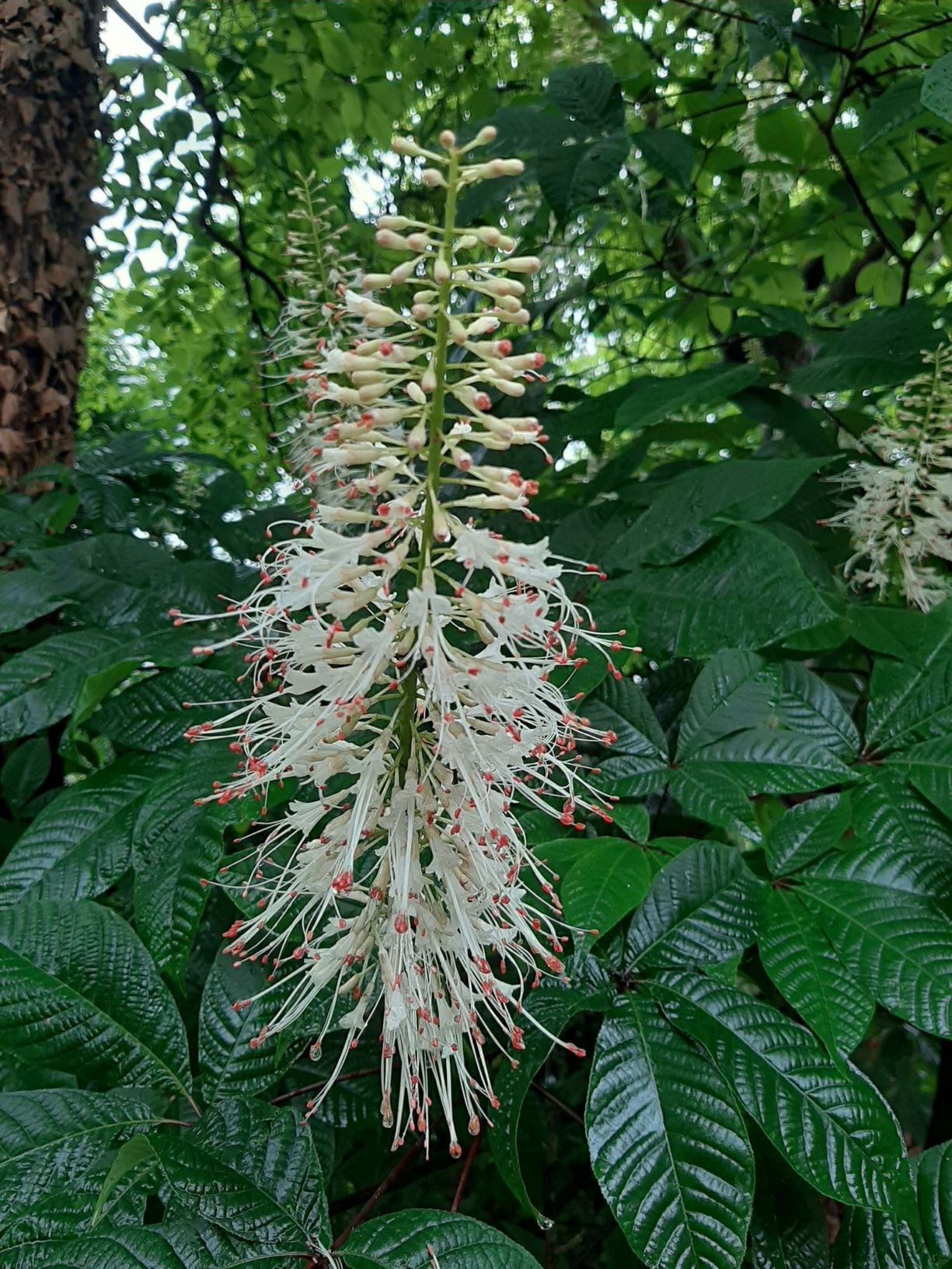 Aesculus parviflora