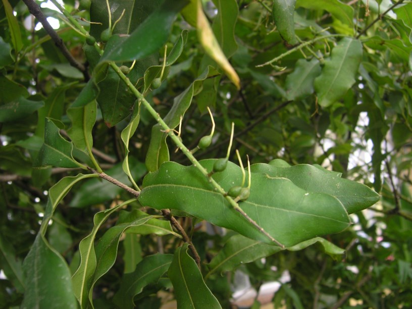 Macadamia tetraphylla - Rough-shelled bush nut