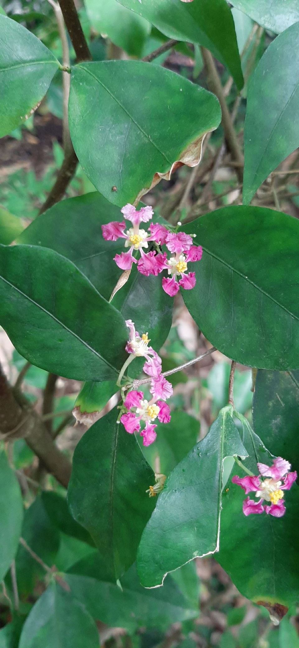 Malpighia glabra - Acerola, Barbados cherry, Switi kersi, Geribde kers, Kersenboom