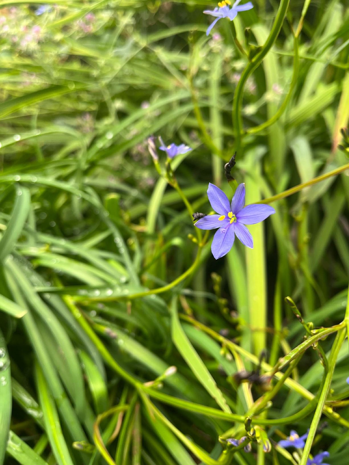 Aristea sp.