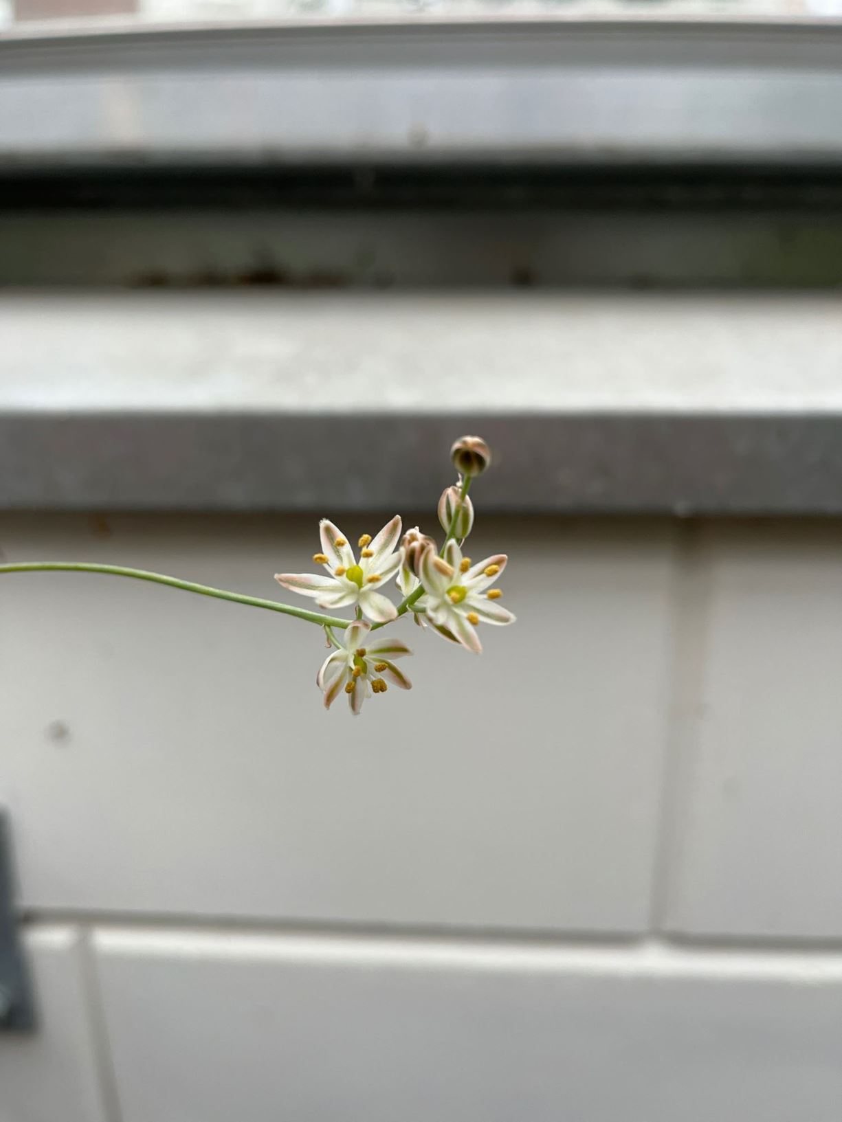 Ornithogalum juncifolium