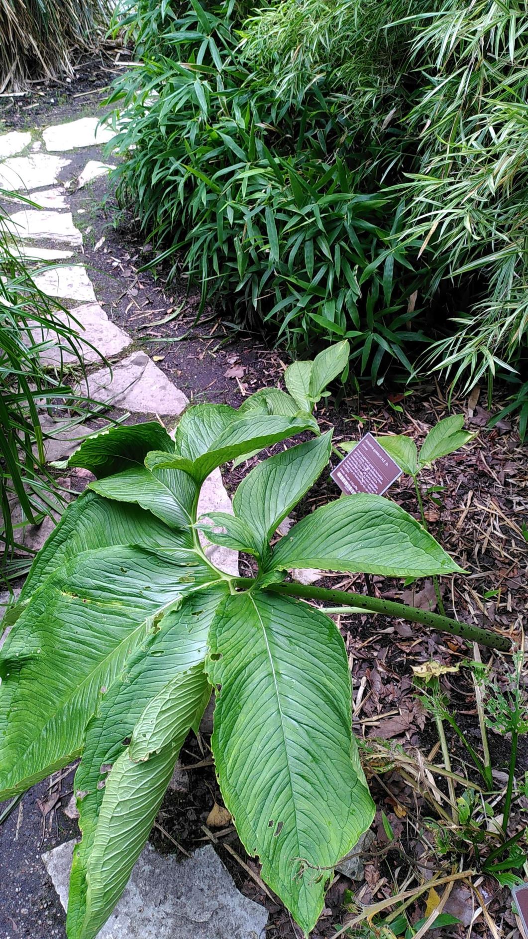 Arisaema galeatum - Helmeted cobra lily