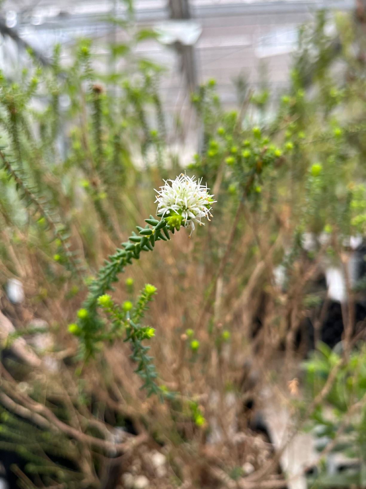 Agathosma apiculata