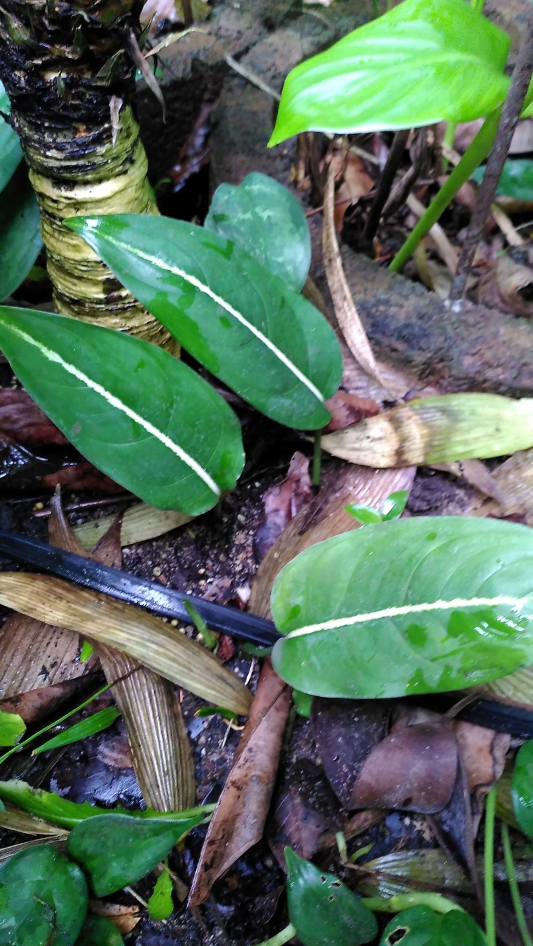 Aglaonema costatum - Spotted evergreen