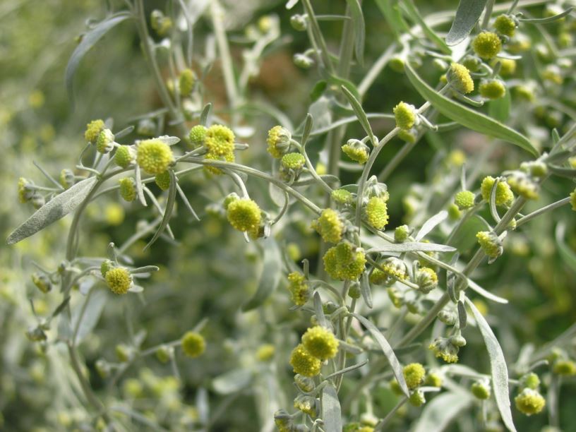 Artemisia absinthium - Absintalsem, Common wormwood, Armoise absinthe, Wermutkraut, Assenzio vero