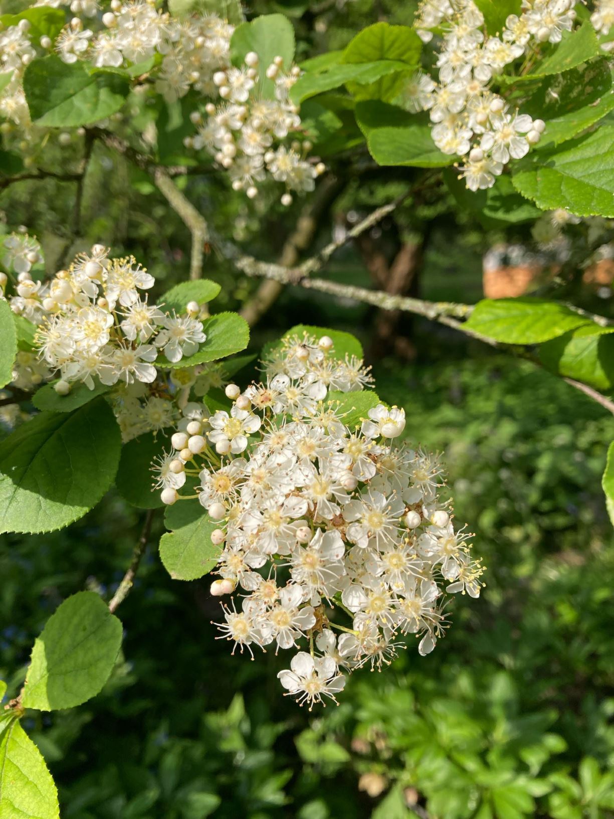 Photinia villosa - Oriental Photinia