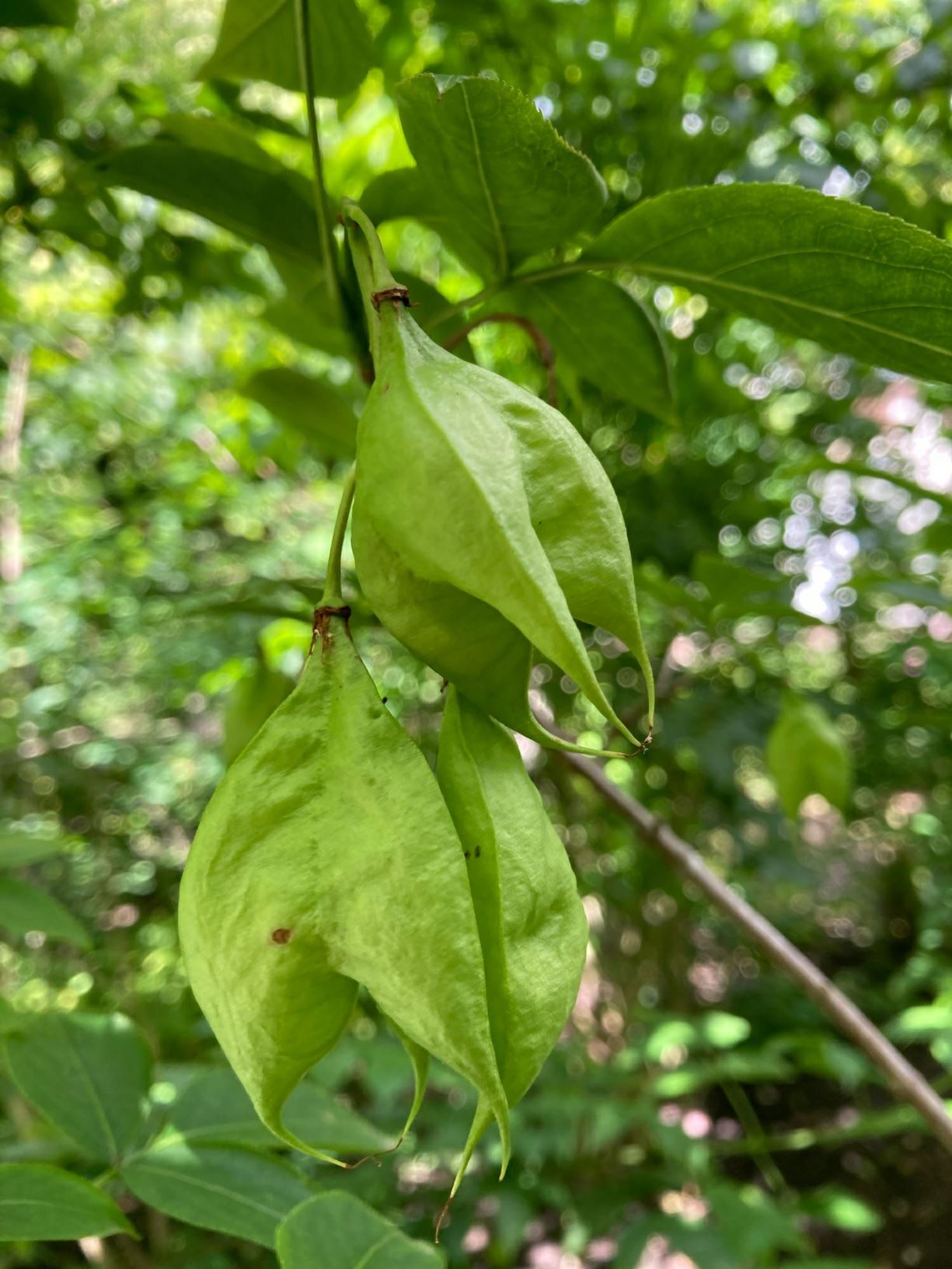 Staphylea × elegans 'Coulombieri'