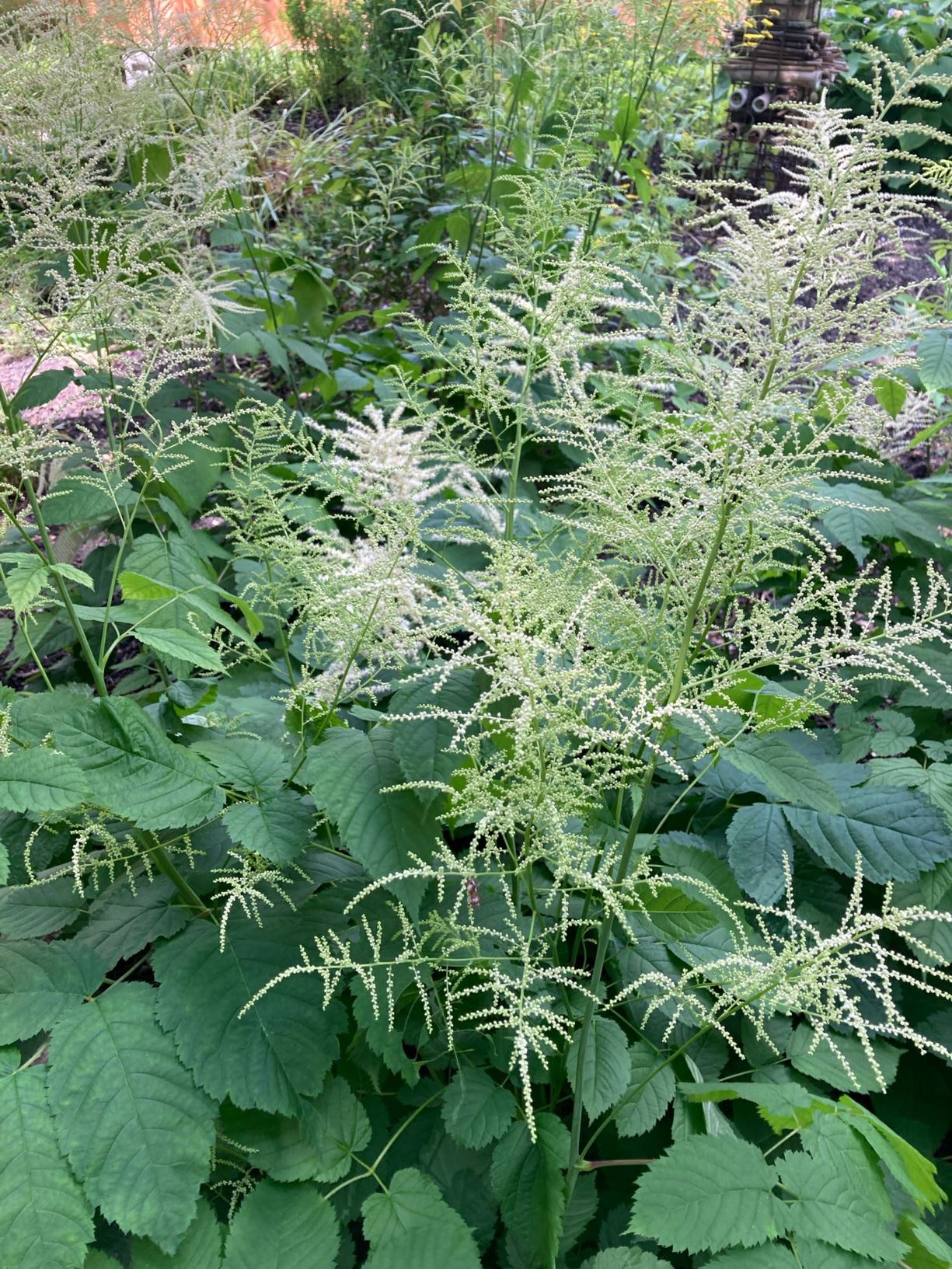 Aruncus dioicus