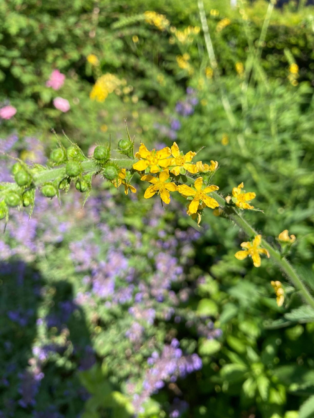 Agrimonia procera - Welriekende agrimonie