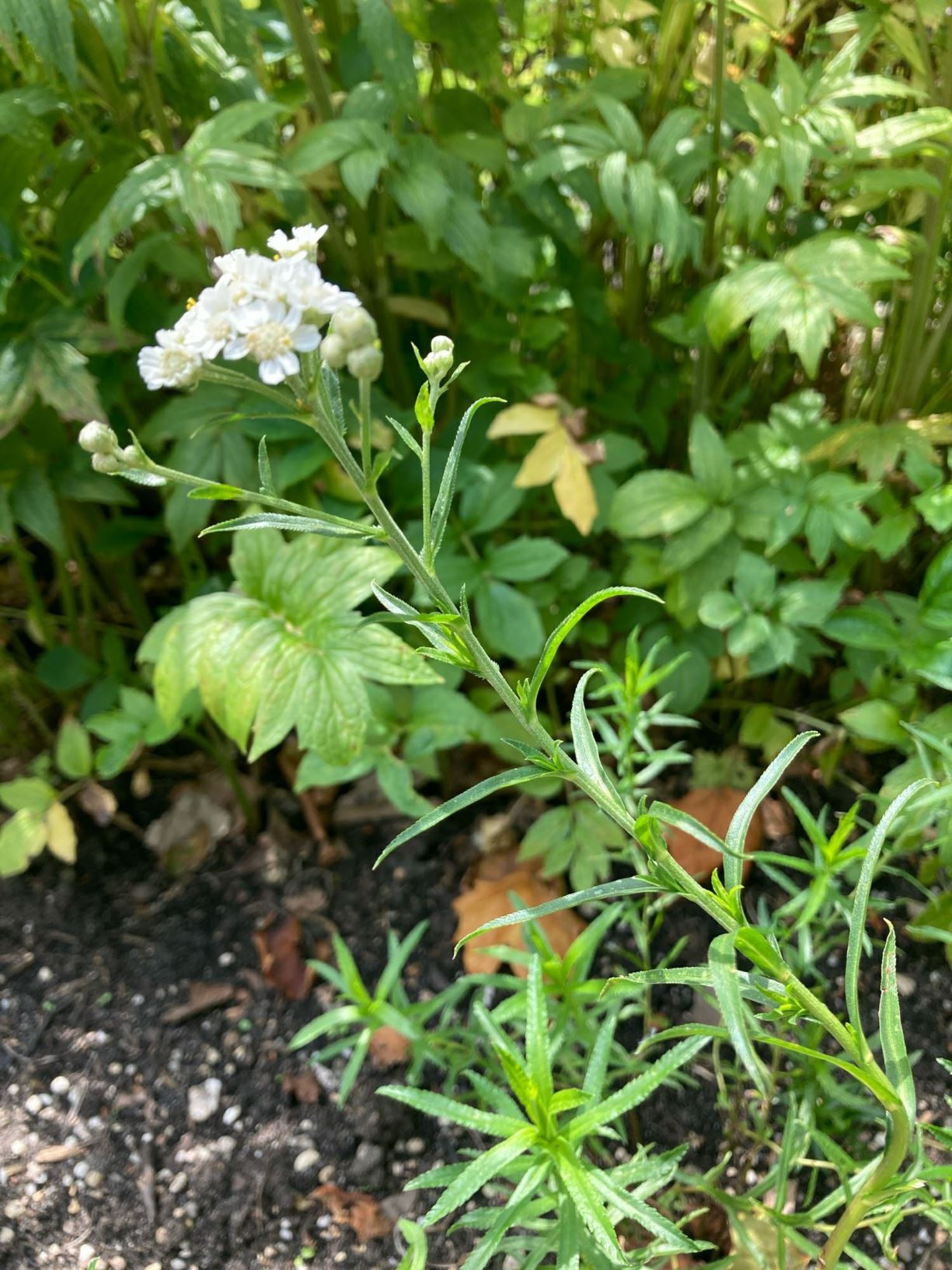 Achillea ptarmica