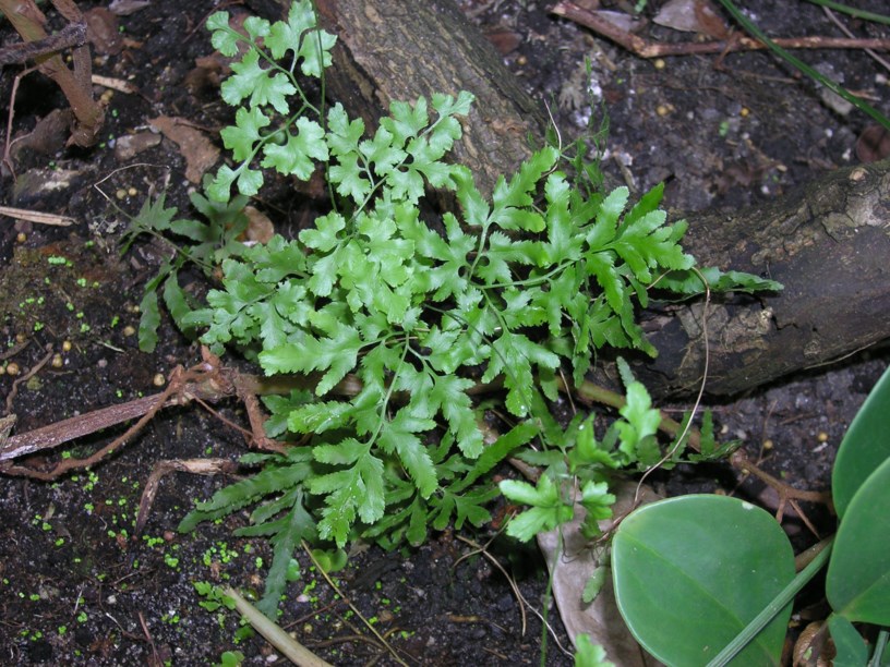 Lygodium japonicum - Japanse klimvaren, Vine-like fern